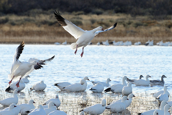 Snow Geese - Bosque del Apache, New Mexico