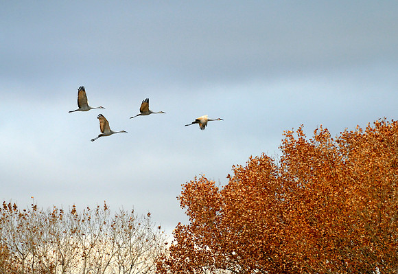 Sandhill Cranes