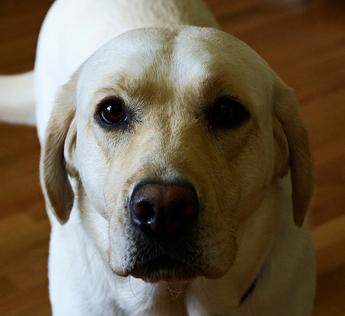 Sweet Roxie