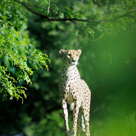 Cheetah - National Zoo in D.C.