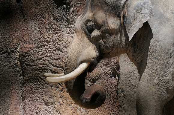 St. Louis Zoo