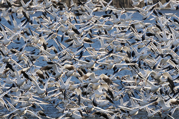 Snow Geese