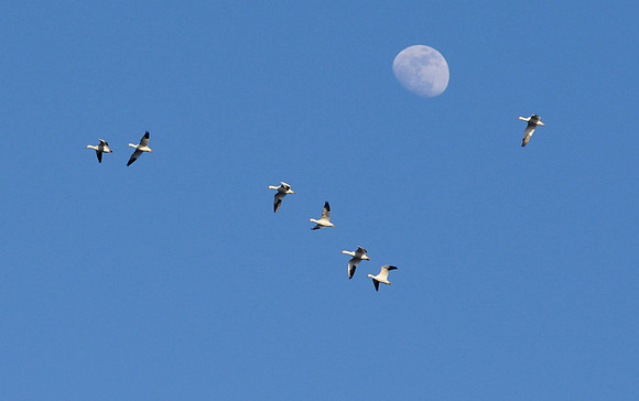 Snow Geese