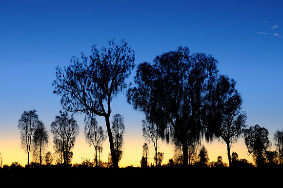 Desert Oak Trees