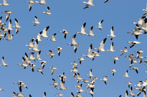 Snow Geese