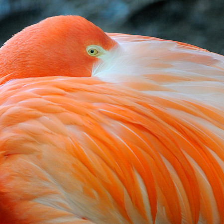 Flamingo - National Zoo in D.C.