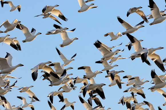 Snow Geese