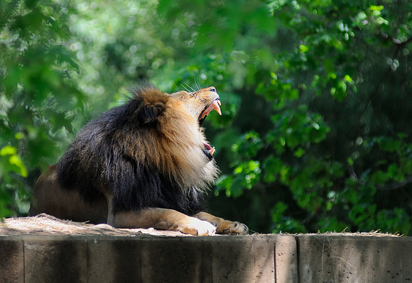 Lion - National Zoo in D.C.