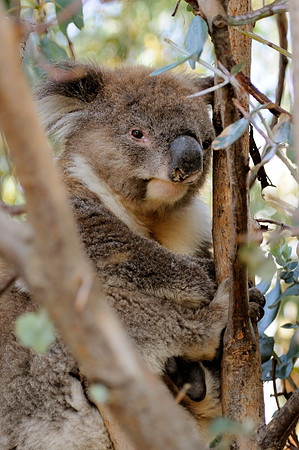 Koala - Australia