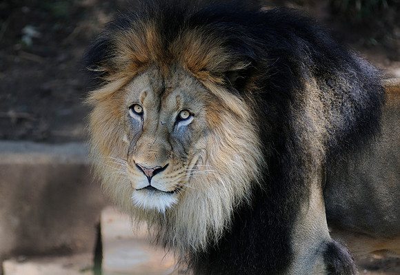 Lion - National Zoo in D.C.