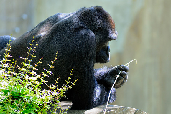 Gorilla - National Zoo in D.C.