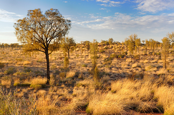 Australia Outback and Desert Oak Trees