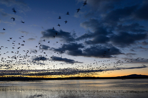 Snow Geese at Sunrise - Bosque del Apache