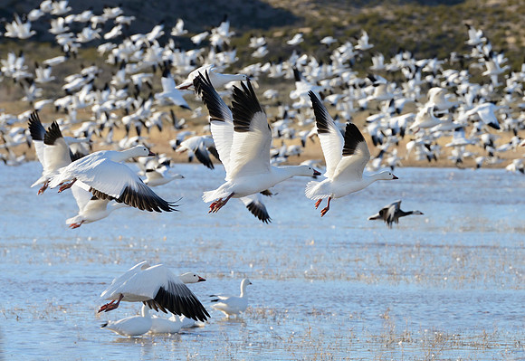 Bosque del Apache, New Mexico