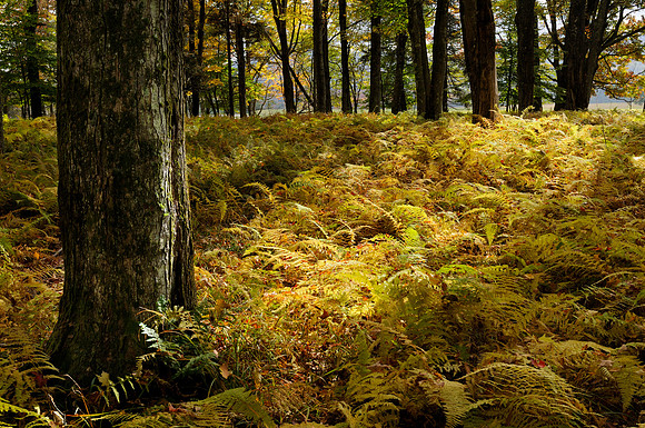 Canaan Valley, WV