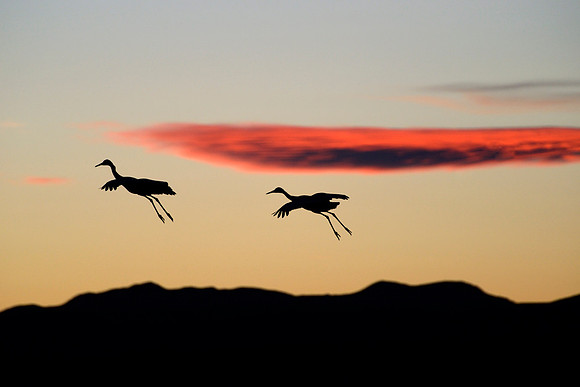 Sandhill Cranes at Bosque del Apache