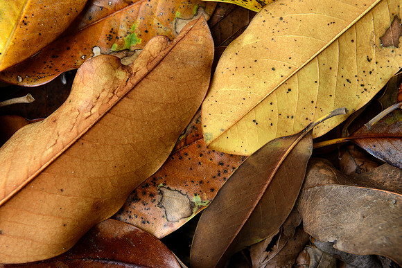 Magnolia Leaves