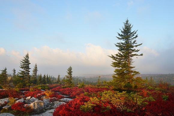 Dolly Sods Natl Wilderness, WV